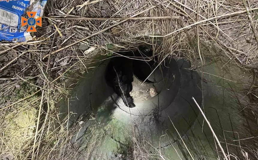 Впала в люк: у Дніпрі надзвичайники врятували собаку