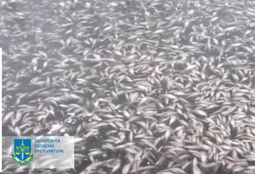 Стало відомо, чому в річці Дніпро масово гинула риба