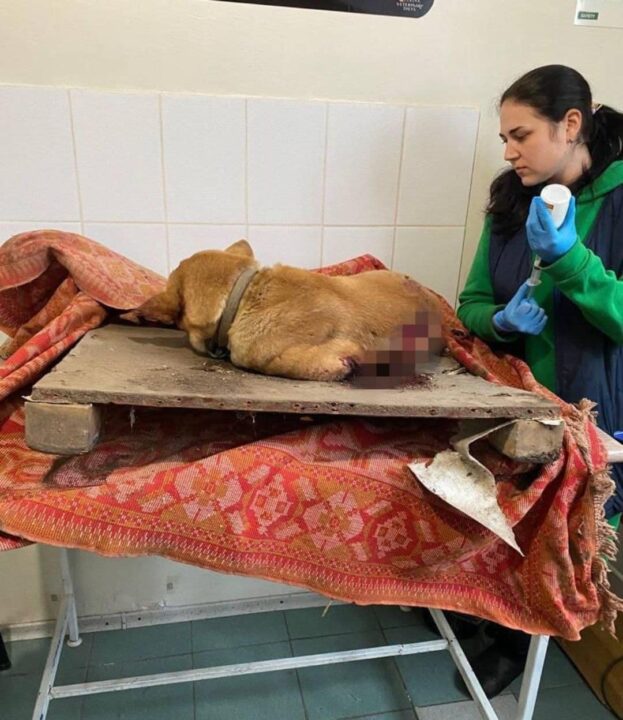 Снаряд влучив на подвір'я: на Дніпропетровщині з-під завалів будинку витягли поранених собак