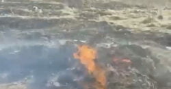 Загинула тварина: на Дніпропетровщині невідомі підпалили собачі будки
