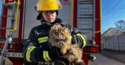 У Дніпрі рятувальники зняли кота з дерева