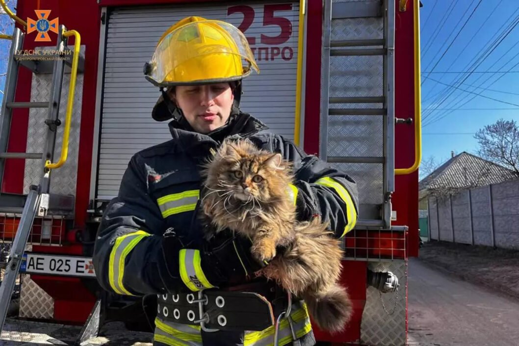 У Дніпрі рятувальники зняли кота з дерева