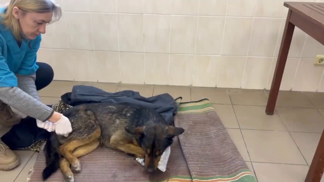У Павлограді рятують собаку, яку дістали з-під завалів зруйнованого ракетою будинку