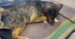 У Павлограді рятують собаку, яку дістали з-під завалів зруйнованого ракетою будинку