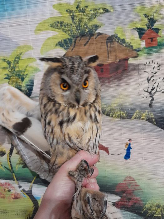 “Заместитель начальника цеха”: в Днепре спасают раненого филина