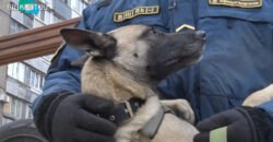 Собака Уна з Дніпра отримала нагороду «За віддану службу»