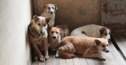 "Загинули в страшенних муках": у Кривому Розі невідомі труять безпритульних собак - рис. 5