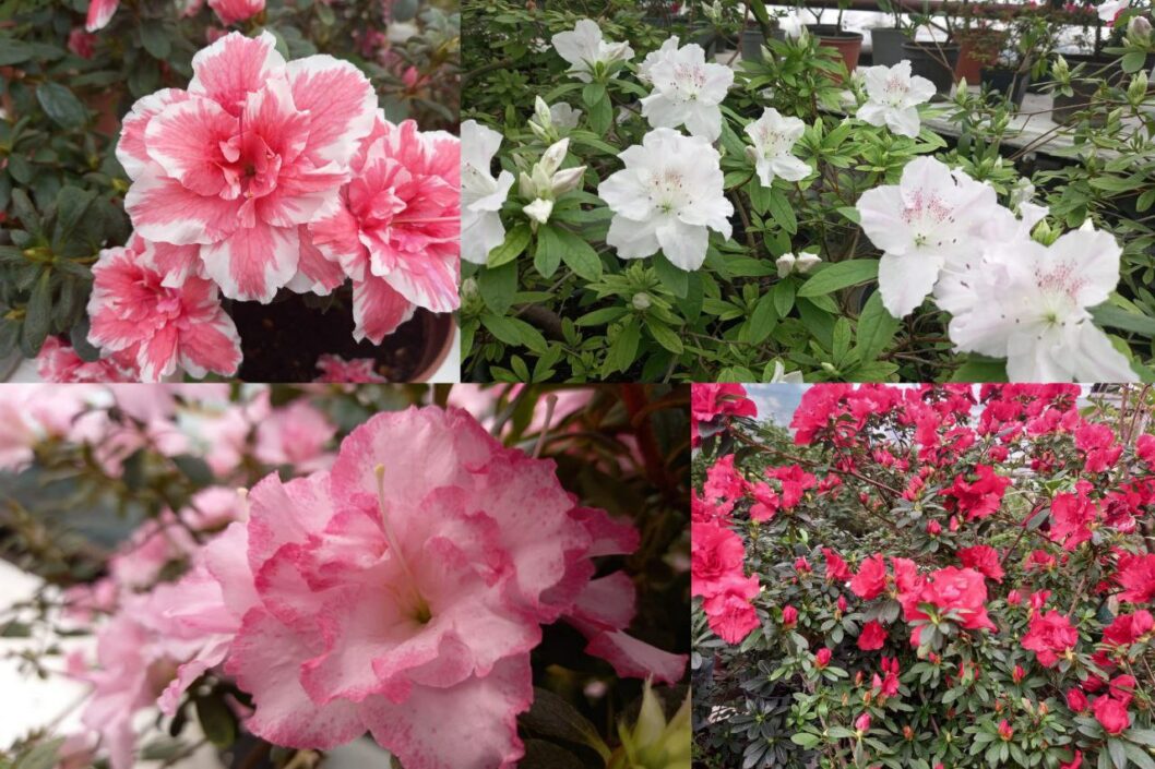 У ботанічному саду Кривого Рога розквітли азалії