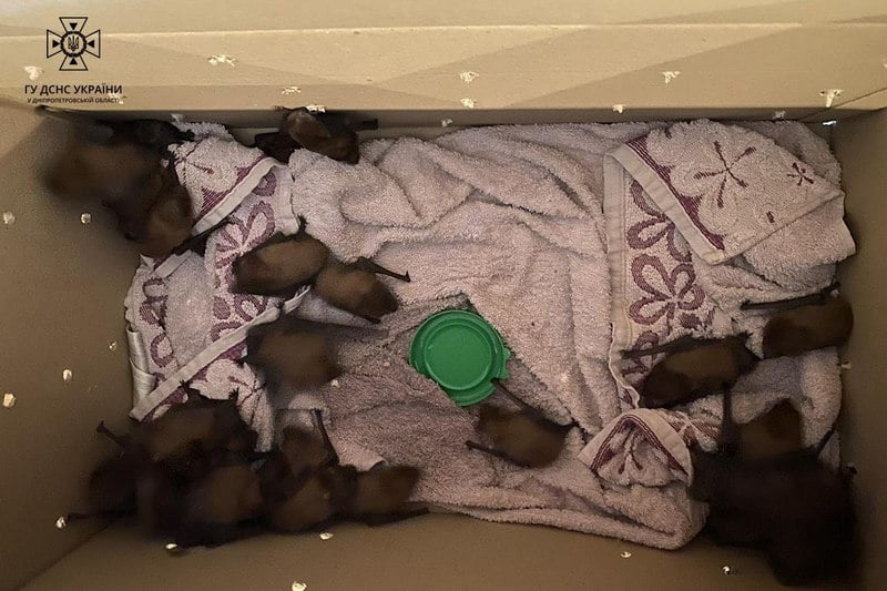 В одній з квартир Дніпра знайшли понад сотню кажанів