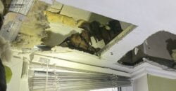 В одній з квартир Дніпра знайшли понад сотню кажанів