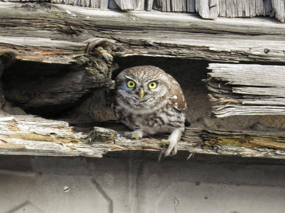 У Дніпропетровській області місцеві помітили червонокнижного сича