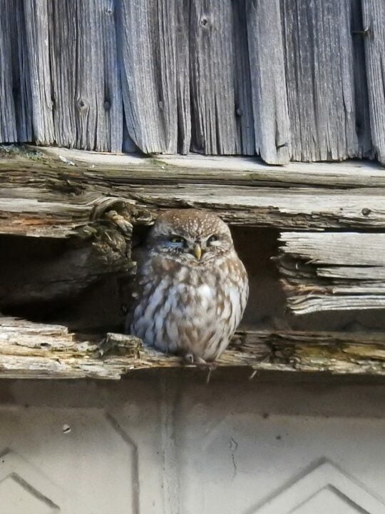 У Дніпропетровській області місцеві помітили червонокнижного сича - рис. 1