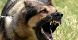 У Дніпропетровській області зафіксували випадок сказу