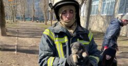 В Днепропетровской области на улице Бориса Джонсона спасли щенка - рис. 1