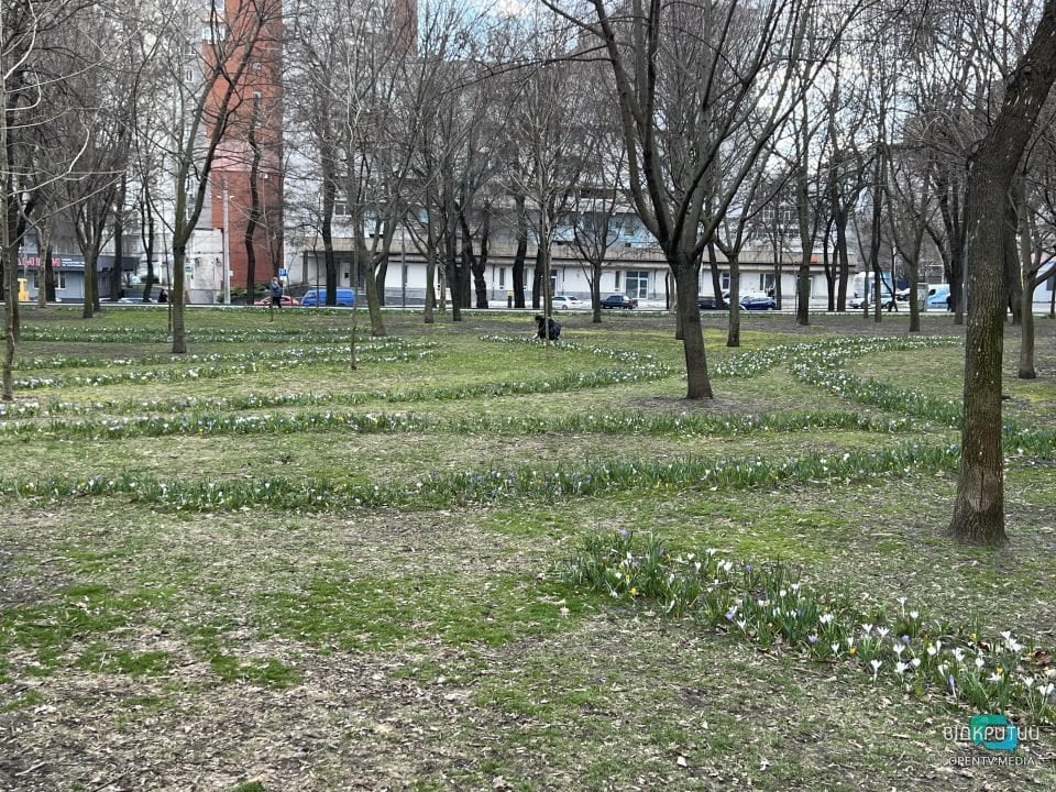 Новая фотозона: в Днепре в сквере Героев расцвели крокусы (Фото) - рис. 5