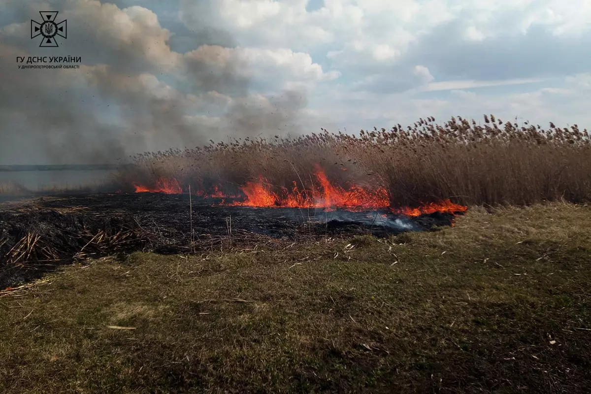 На Дніпропетровщині рятувальники витягли зайченя з полум'я