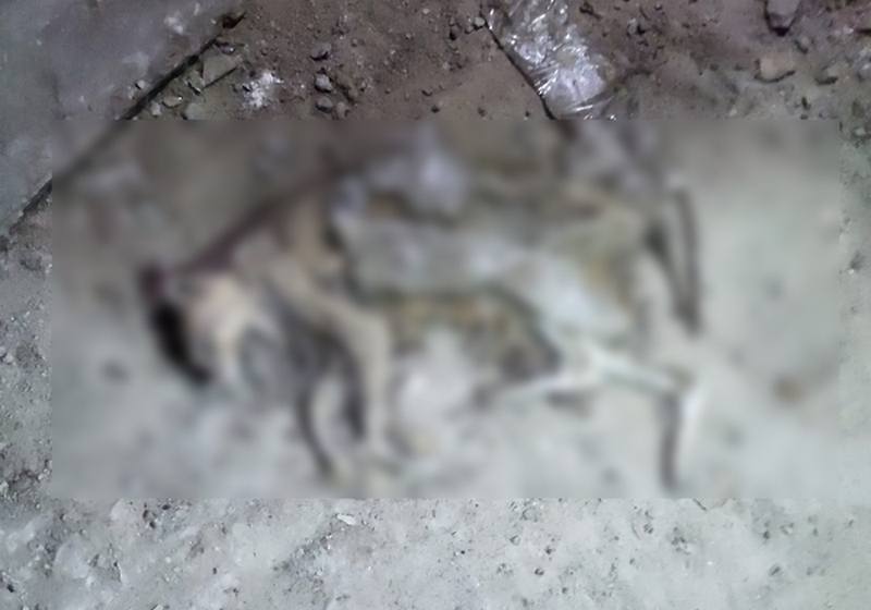 Нашли только скелеты: в подвале одной из гимназий Каменского живьем замуровали котов