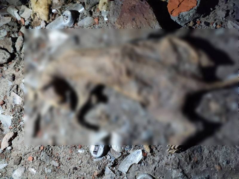 Нашли только скелеты: в подвале одной из гимназий Каменского живьем замуровали котов