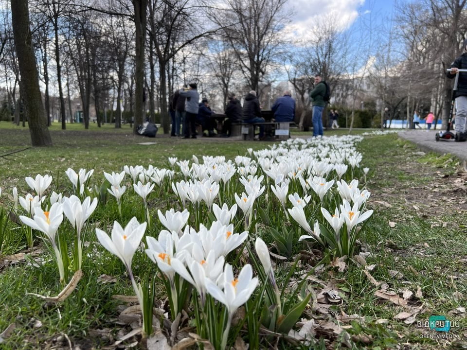 Новая фотозона: в Днепре в сквере Героев расцвели крокусы (Фото) - рис. 9