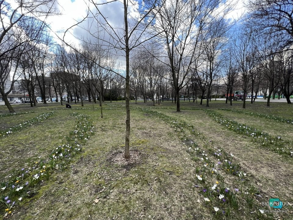 Новая фотозона: в Днепре в сквере Героев расцвели крокусы (Фото) - рис. 4