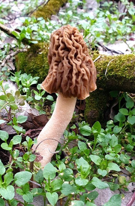 Эльфийская шапка и верпа богемская: в Днепре открыли грибной сезон