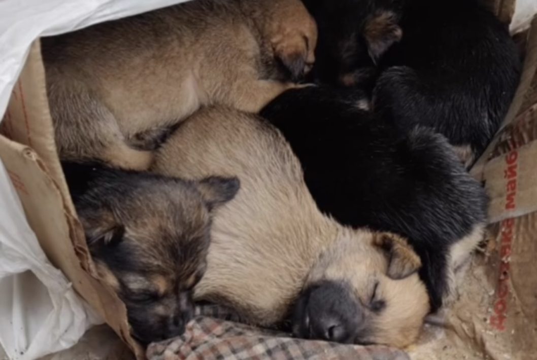 Шукають дім: у Кривому Розі 11 цуценят викинули у смітник