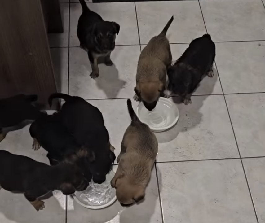 Малыши ищут дом: в Кривом Роге 11 щенков выбросили на помойку - рис. 2