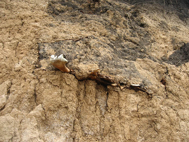 В Кривом Роге обнаружили старинное кладбище