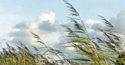 На Дніпропетровщині оголосили "жовтий" рівень небезпеки через поривчатий вітер - рис. 10