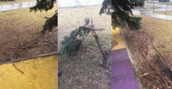 Поломанные деревья и тренажеры: вандалы в Днепре разгромили сквер на левом берегу - рис. 8