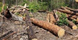 На Днепропетровщине неизвестные вырубили около 2000 деревьев - рис. 6