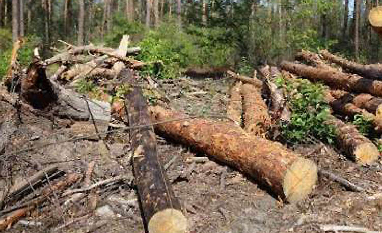 В Криворожском районе неизвестные вырубили около двух тысяч деревьев