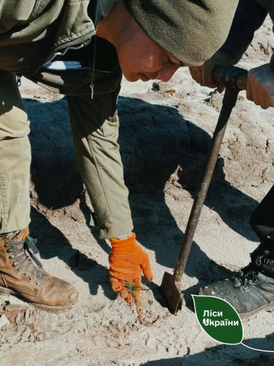 Маленькие сосенки из Запорожской области приживаются на Днепропетровщине