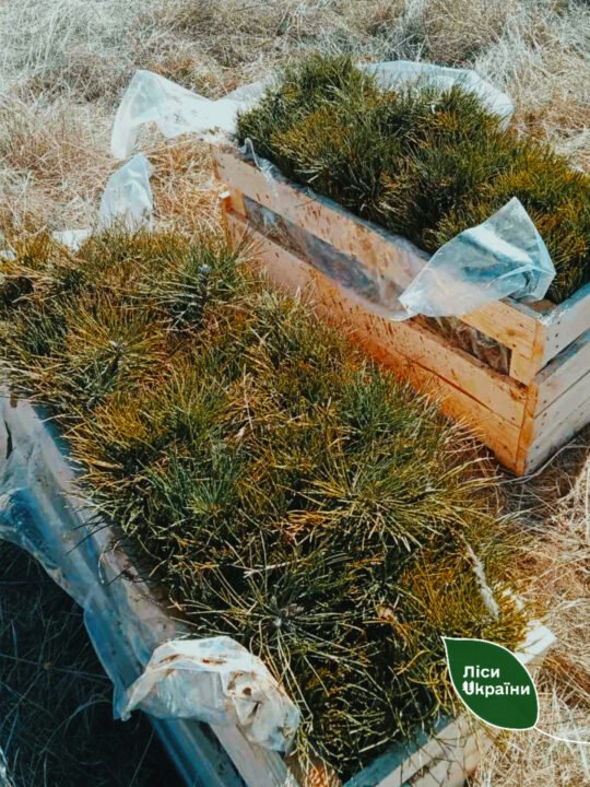 Маленькие сосенки из Запорожской области приживаются на Днепропетровщине