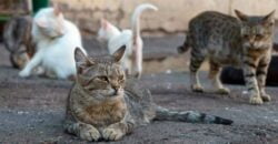Скандал с замурованными котами в Каменском: комментарий руководства лицея - рис. 5