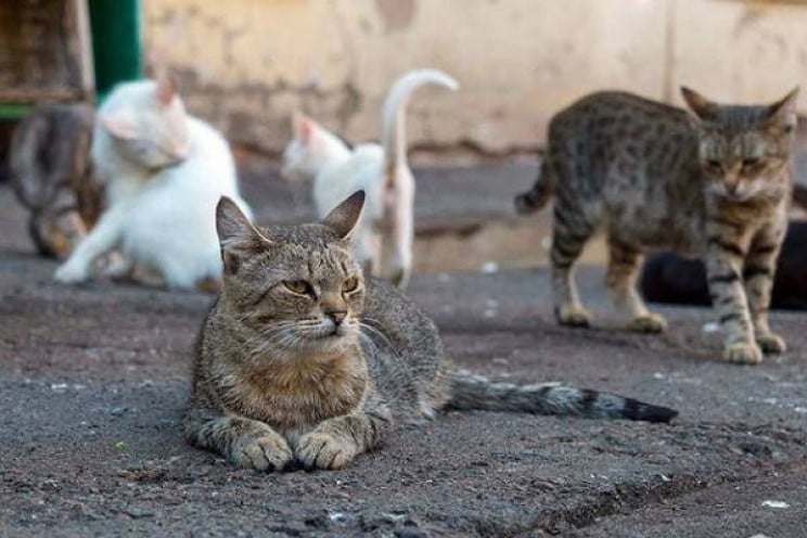 Скандал с замурованными котами в Каменском: комментарий руководства лицея - рис. 1