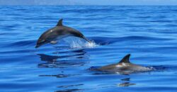 До геноциду ще й екоцид: у Криму російські окупанти вбивають дельфінів - рис. 4