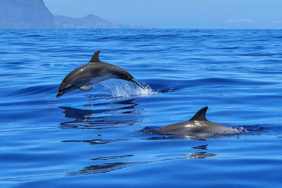 До геноциду ще й екоцид: у Криму російські окупанти вбивають дельфінів