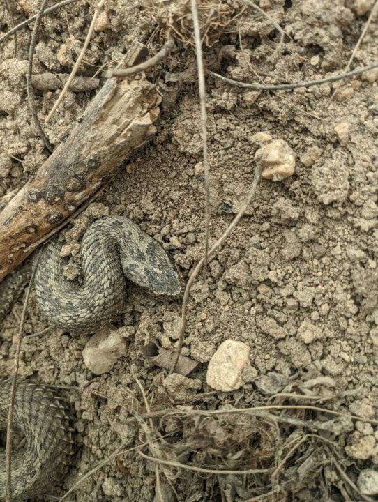 На Днепропетровщине начали появляться змеи после зимней спячки