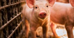 На Дніпропетровщині ввели карантин через спалах африканської чуми свиней - рис. 7