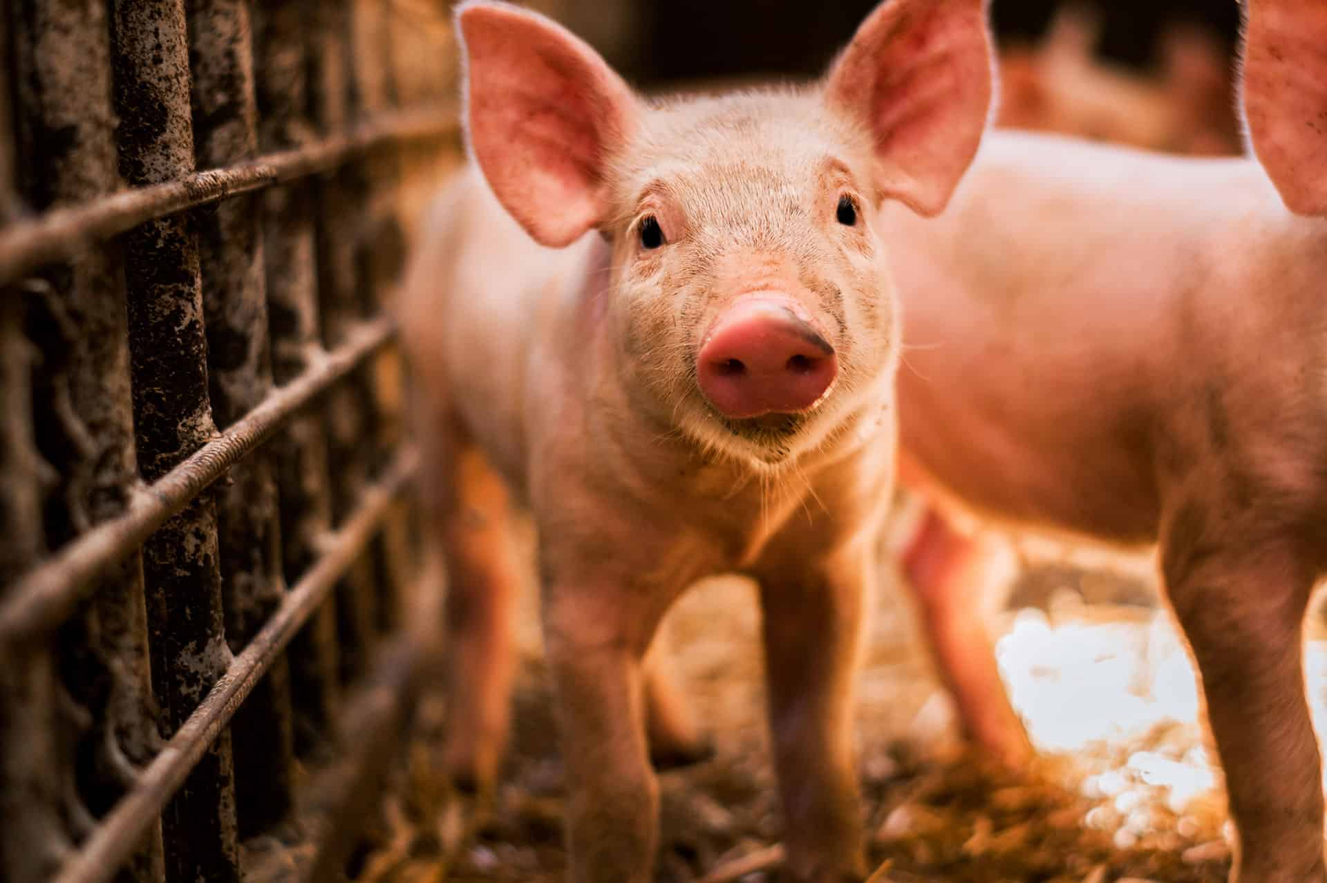 На Дніпропетровщині ввели карантин через спалах африканської чуми свиней