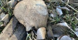 Череп та кістки під кепкою: у Дніпрі підліток знайшов людські рештки
