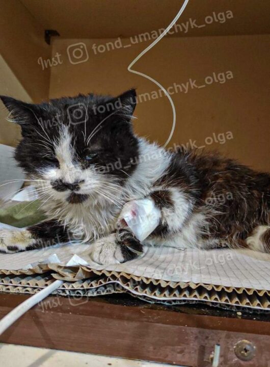 У Дніпрі невідомі стріляли в кота: тварина потребує термінової допомоги - рис. 1