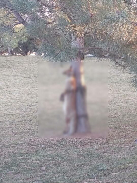 На території яхт-клубу «Січ» у Дніпрі живодер повісив на дереві лисицю