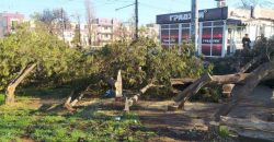В Кривом Роге вандалы вырубили с десяток здоровых деревьев