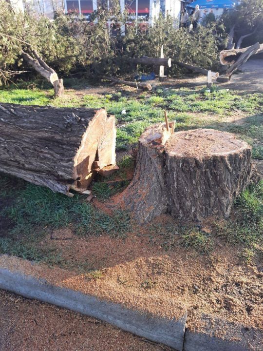 В Кривом Роге вандалы вырубили с десяток здоровых деревьев