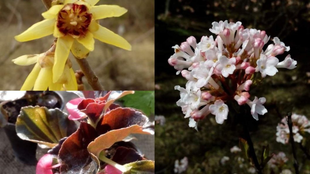 Дніпровський ботанічний сад призначив два додаткових дні відвідування