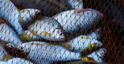 С 1 апреля на Днепропетровщине запретят промышленный отлов рыбы - рис. 13