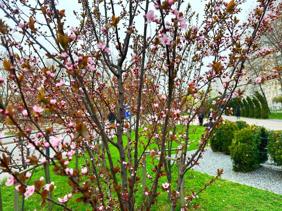 Весняна краса: в одному зі скверів Дніпра розквітли сакури, форзиції та ялівці - рис. 2