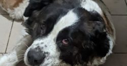 "Покинули помирати і пішли": у Нікополі рятують отруєну собаку